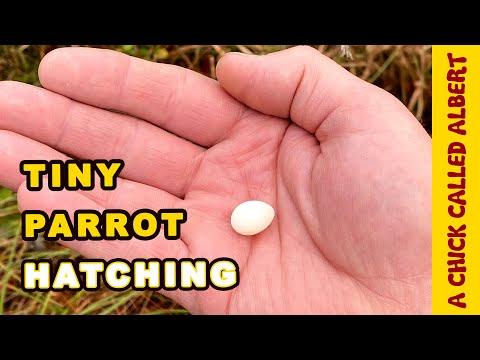The Smallest Parrot you have ever seen video - Tiny egg rescue