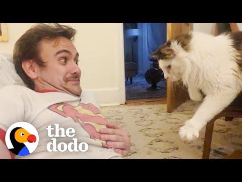 Guy Falls Into 'Toxic Love' With His Stalker Foster Cat #Video