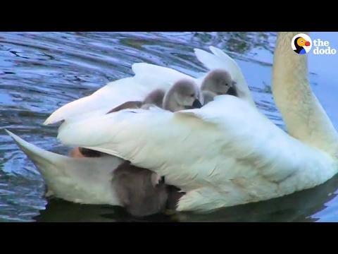 Swan Mom Carries ALL Her Babies Under Her Wing #Video