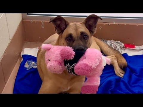 This dog has been in shelter for 3 years. No one wants her. #Video