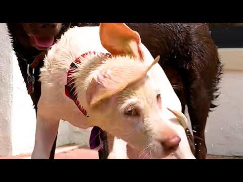 Puppy Gets Her First Swimming Lesson From Her Big Dog Sister #Video