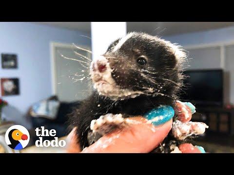 Watch These Baby Skunks Grow Big And Go Back To The Wild | The Dodo