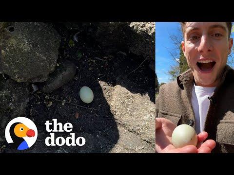 Guy Finds Mysterious Egg And Decides To Hatch It #Video