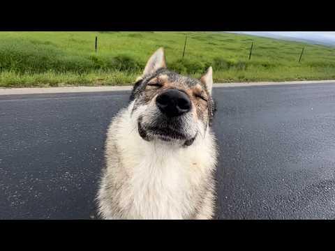 I'll Die On The Hill That DOGS Are The Best Comedians #Video