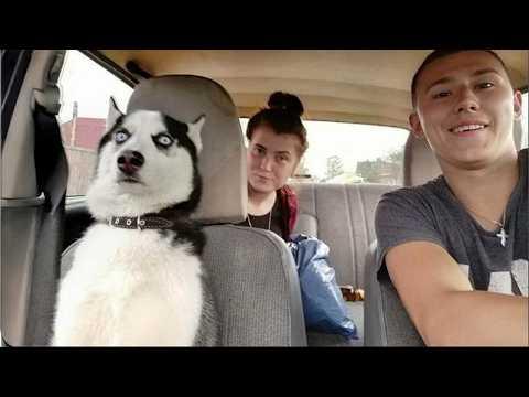 Hilarious Huskies Deserve an Oscar for Best Drama! #Video