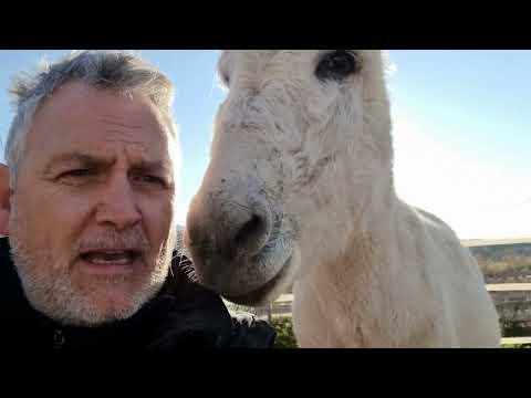 This Donkey does the unthinkable #Video
