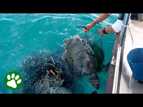 Fishermen spot sea creature in danger #Video