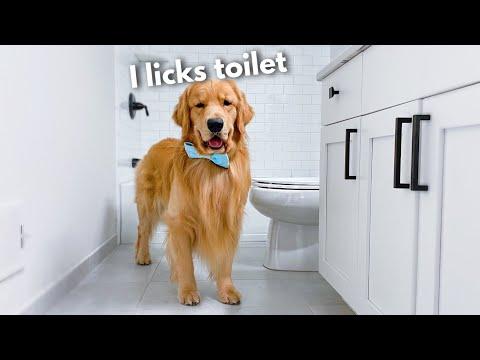 Weird Things My Dog Does That Don't Make Sense Video