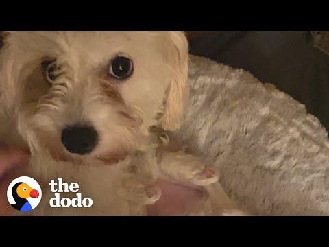 Couple Finds Out They're Fostering A Pregnant, Deaf Mama Dog #Video
