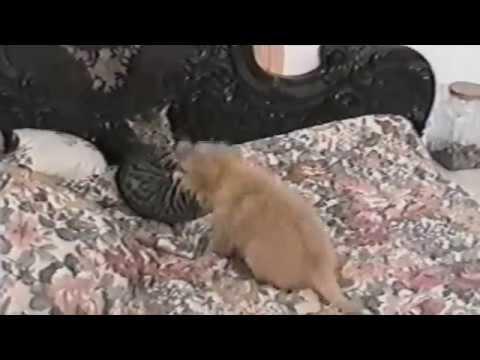 Cats Learning To Live WIth Dogs