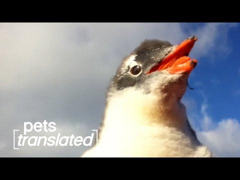 Curious Pets Video | Pets Translated