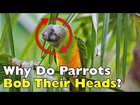 Is Your Parrot Trying to Tell You Something? Head Bobbing Explained #Video