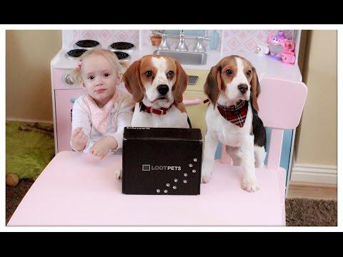 The Best Gifts For Cute Dog And Puppy: Lootpets Unboxing