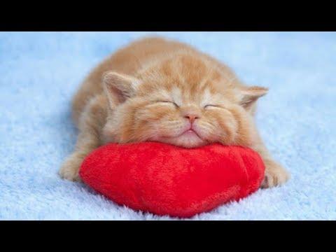 Cute Kittens Sleeping In Most Adorable Ways - TOO CUTE