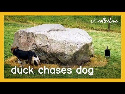 Duck Chases Dog | The Pet Collective