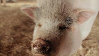 What's Gotten This Little Piggy So Far Overweight? | My Big Fat Pet Makeover