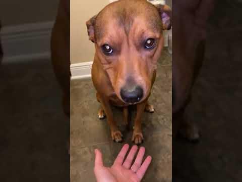 Dog Hides Blueberries in Her Mouth And Spits Them Out When Owner Asks #Video