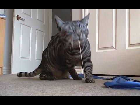 Cats Playing With Rubber Bands Compilation