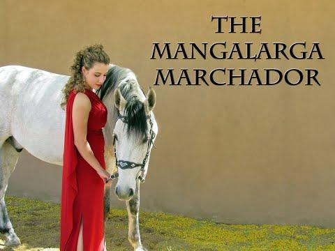 THE MANGALARGA MARCHADOR - THE NATIONAL HORSE OF BRAZIL