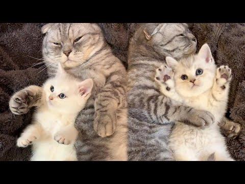 Cute Kitty Duo #Video