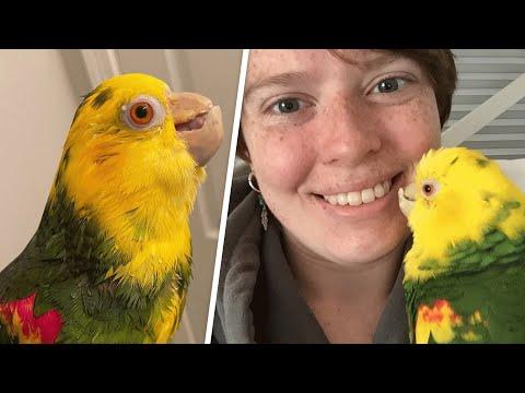 Woman's adopted parrot acts like her bodyguard #Video