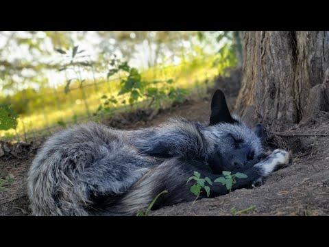 How Female Fox Emmie says good morning #Video