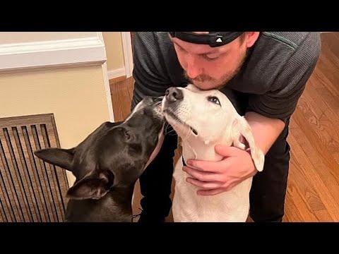 Deaf shelter dog helps friend get adopted #Video