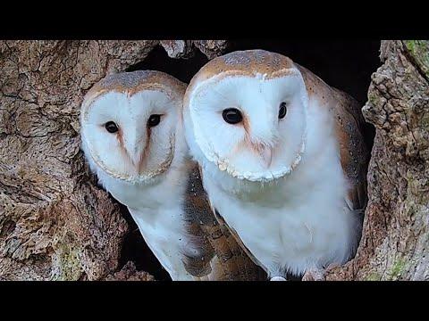 Barn Owls' Legacy of Love | Full Story | Gylfie & Finn | Robert E Fuller #Video