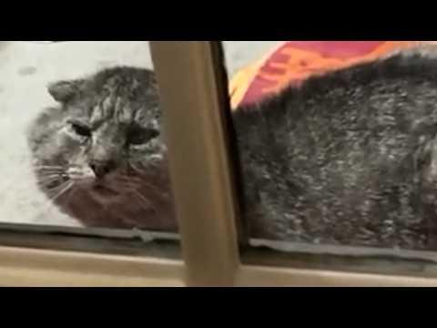 Tired of street life, feral cat calls it quits #Video