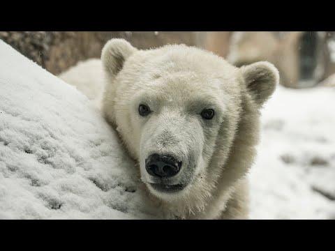 Nora, Conrad and Tasul are Polar Bear Heroes