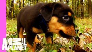 Bear The Rottweiler Breaks Away From The Pack | Too Cute!