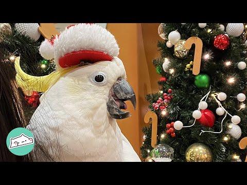 Cockatoo Had Trauma From Past Life. Now He's Really Into Christmas #Video