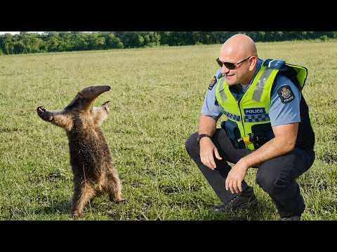 When Baby Animals Trust Police in the Funniest and Cutest Wayv