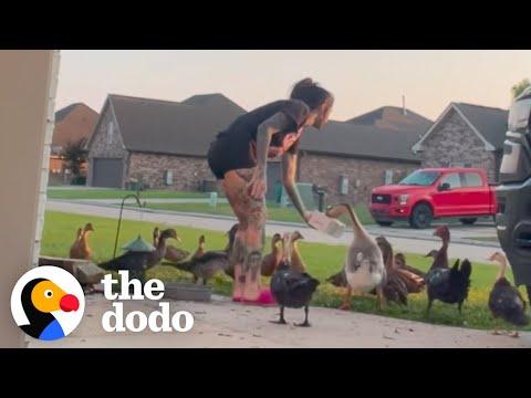 Sweet Woman Becomes Neighborhood Duck Lady  #Video