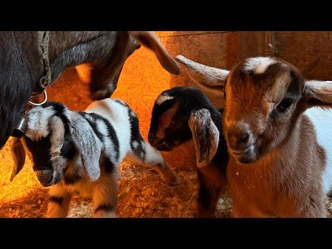 First baby goats are here! Triplets! #Video