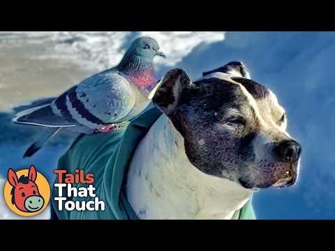 Rescue Pigeon Was Set Free… But Stayed for a Reason No One Expected #Video