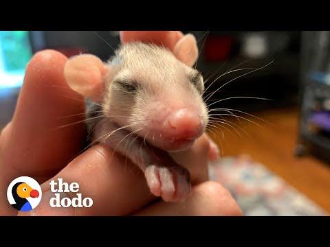 Watch These Rescue Baby Opossums Learn Table Manners #Video