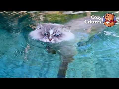 He Didn't Want a Cat. Now They're Swimming Buddies #Video