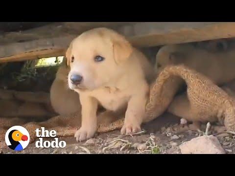 This Stray Dog Was Hiding Her Babies to Keep Them Safe #Video