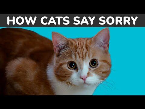 HOW DO CATS APOLOGIZE TO HUMANS?