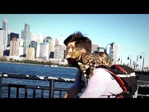 Cat Jumps Onto Her Dad's Shoulders For Bike Rides #Video