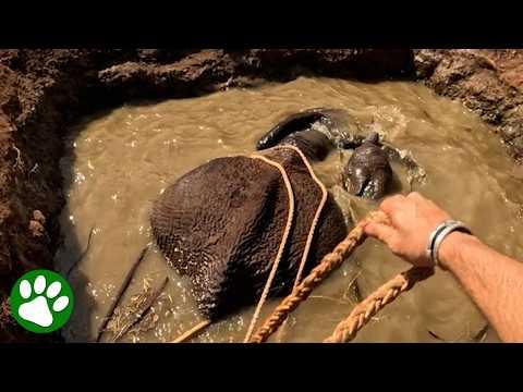 Pulling elephant mama and her calf out of mud pit #Video