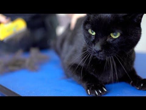A yellow-eyed black cat with a beautiful voice. Don't be afraid! #Video