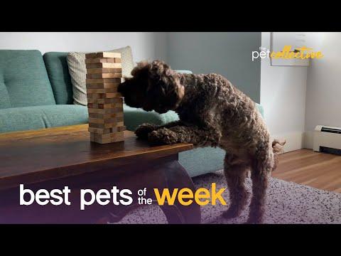 Playtime Puppy | Best Pets of the Week #Video