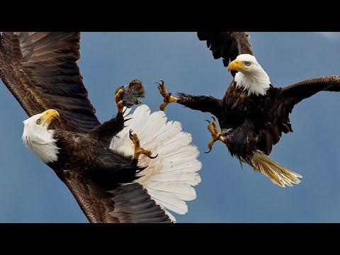 One Shark. A Sky Full of Eagles. The Craziest Battle Ever I've Ever Filmed!! #Video