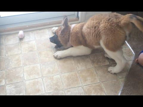 Family Introduces Saint Bernard Puppy To A Toy Hamster!
