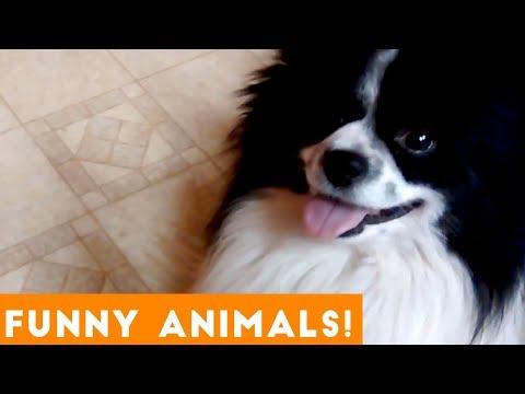 Funniest Pets and Animals of the Week Compilation January 2019 | Funny Pet Videos