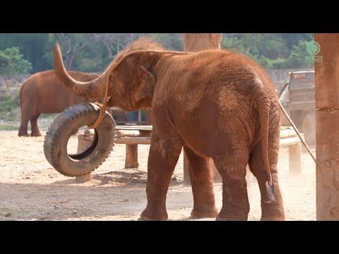 Playtime with Baby Elephant Pyi Mai! - ElephantNews #Video