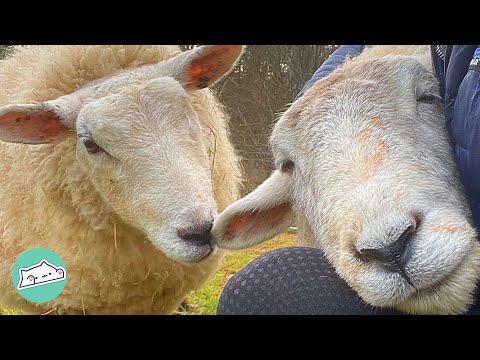 Two Sheep Lost Their Flock But Found Each Other #Video