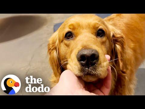 Puppy Mill Dog Learns What It Means To Join The Pack #video